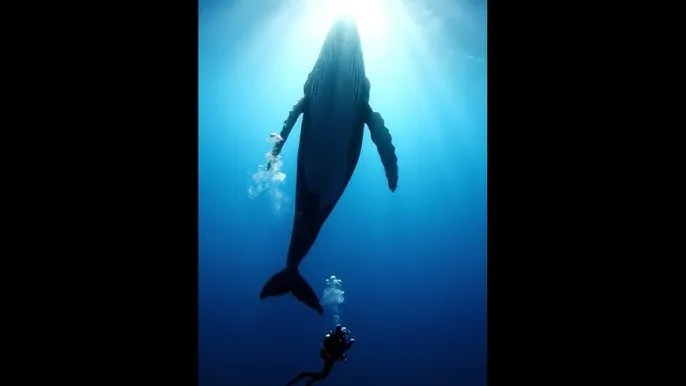 快播资源站 - 深蓝星球：探索海洋深处的未知世界